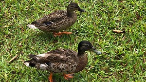 Poultry operations, bird owners urged to increase protections