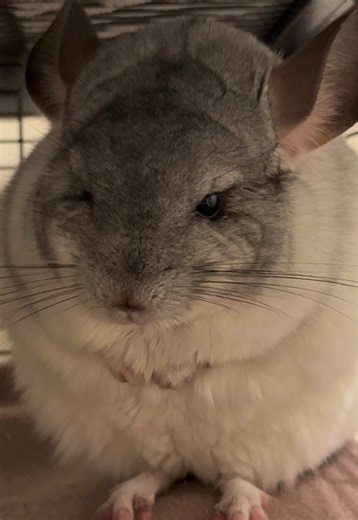 Caring for Your Fluffy Chinchilla