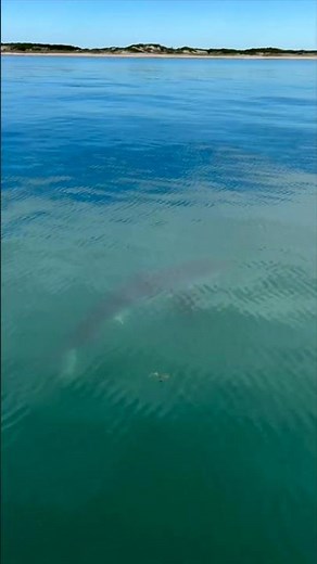 First Great White Shark Sighting of 2026 on Cape Cod!