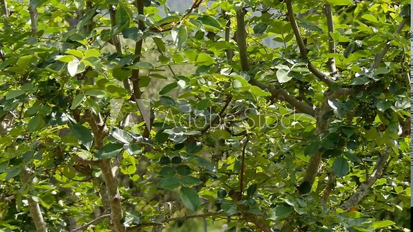 Zanthoxylum americanum (Xanthoxylum), the common prickly-ash, common pricklyash, common prickly ash or northern prickly-ash (also sometimes called toothache tree, yellow wood, or suterberry).