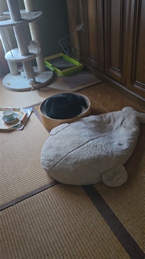 レイア保護して１年半、やっとジャラシで少し遊ぶようになりました でも来週で２年になるベイダーは全く反応しません 顔に当たるまで逃げず | Kenji Musashi | Facebook