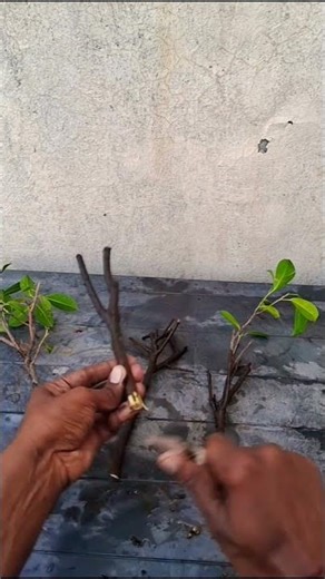 ficus microcarpa plant # propagation easy # terrace garden #plants bonsai 🪴🪴🪴