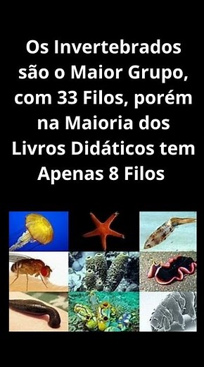 Invertebrados #animals #invertebrados #biologia