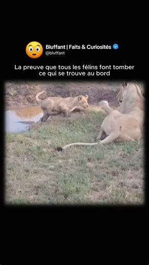 Bluffant | Faits & Curiosités on Instagram: "Les félins, des chats domestiques aux grands prédateurs, possèdent un instinct naturel qui combine la chasse, la curiosité et l’apprentissage. Ce comportement les pousse à explorer leur environnement avec attention, en poussant ou en déplaçant des objets, et même en interagissant physiquement avec leurs petits afin de tester le terrain ou de leur apprendre à y faire face. Dans le cas d’une lionne, pousser son petit vers une rivière peut faire partie d