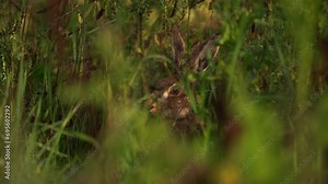 A European hare (Lepus europaeus) also known as the brown hare sitting in tall grass and looking at you - slow motion