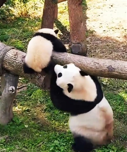 The panda mom and her adorable cub 熊猫妈妈和她可爱的孩子 #Shorts, #panda, #China, #travel, #旅行,#熊猫, #熊猫宝宝