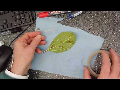 Calculating the number of stomata on a leaf