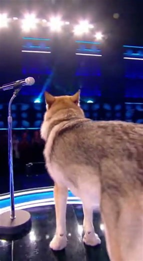 Ce chien chante comme un pro à n'oubliez pas les paroles...😱