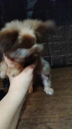 Chibi Shih Tzu Chihuahua Mix: Adorable Puppy Cutie