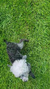 17K views · 768 reactions | A Sunday smile for you. Foster mum was poop picking. However, her ladyship Edith was not prepared to wait for her dinner 臘‍♀️藍 | Silver Fox Dog Rescue | Facebook