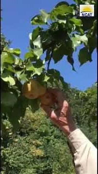 How to Tell if Pears are Ripe