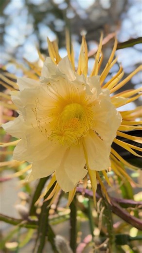 開花を見逃した方へ‼︎ 夜咲きの森林性サボテン”夜の淑女”が開花していました。#咲くやこの花館 #咲くや開花情報 #植物園 #サボテン