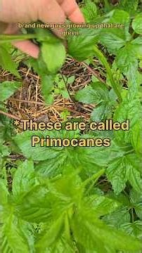 I just learned this about brambles!#bramble #raspberry #blackberry #foodforest #learning