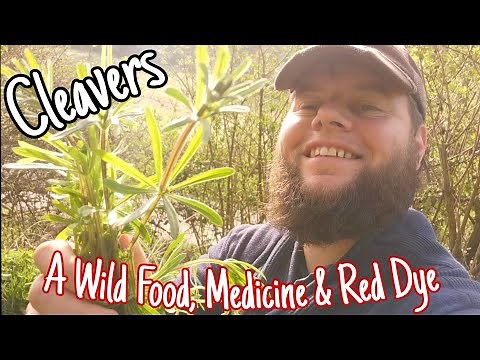 Cleavers: The Sticky Wild Edible Rich In Nutritional & Medicinal Properties - Facts, Uses & History🌿