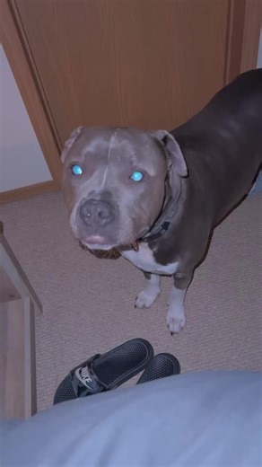 Pitbull Limber Tail: Helpless Owner Seeks Solution for Distressed Pet