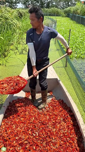 How China’s Innovative Farming Uses Crawfish to Feed Turtles
