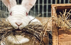 Known for rabbits and syrup, Valley Farmstead envisions a different kind of food chain