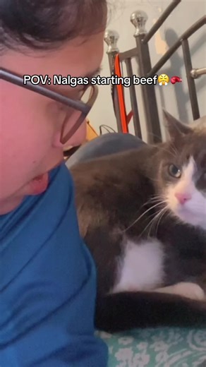 I’m glad I caught this on video cuz everyone thinks I’m the problem 🙄 ITS NALGASSSSSSSS!! SHE BULLIES ME 😔 @Jassi get your cat please… #tuxedocat #girlcat #catbully #shedevil #meangirl