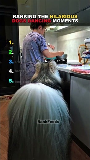 Ranking The Hilarious Dancing Dogs Moments 💃 #shorts #dogs #funnydogs #pets