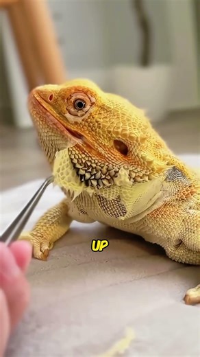 Have you ever seen a lizard shedding its skin?#animals #wildlife