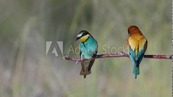 Two European Bee-eaters (Merops apiaster) standing side by side on a branch, preening their feathers.
