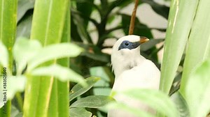 Bali myna in tropical rainforest. Exotic extraordinary indonesian endemic wild starling bird in green lush foliage. White plumage, unique mynah feathers. Jalak in tree canopy, jungle paradise forest.