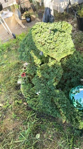 Turning this living tree into an octopus 🐙 #✅”The Animo Time!😎