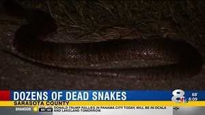 19K views · 70 reactions | YIKES: Dozens of dead snakes found on a...