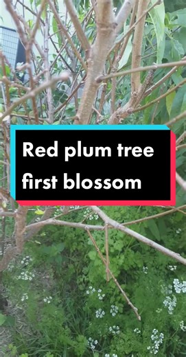 Exploring the Benefits of Diverse Fruit Varieties