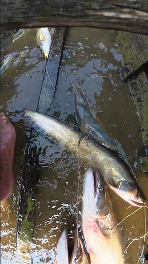 Unbelievable Monster Catfish Catch! | Traditional Boat Fishing 🐟 #fishing #fish #bigfish