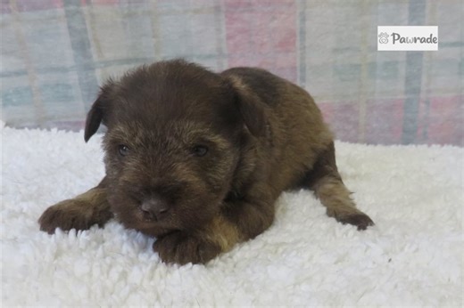Ciara - Miniature Schnauzer Puppy 8D74B4