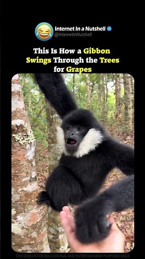 This Is How a Gibbon Swings Through the Trees for Grapes