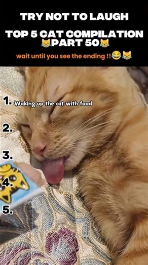 Top 5 Cat Compilation😂 Try Not To Laugh - Part 50 #top5 #cat #top5cats #funny