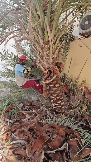Palm Tree Trimming Techniques with a Red Cap Expert