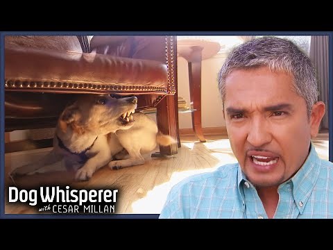 4 Full Episodes of Dog Whisperer With Cesar Millan | Season 4 Marathon