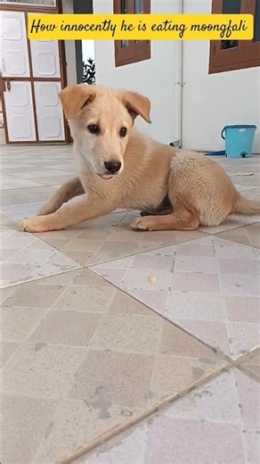 Aawaara angaara ..lebra dog cute video #dog