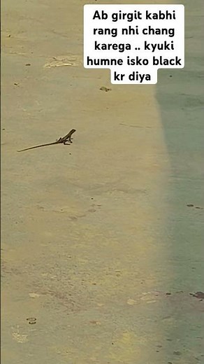 Girgit colour change #funny #comedy