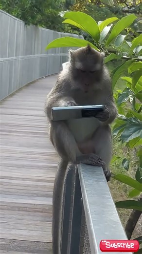 Monkey Gamer Moment 🎮🐒🤣