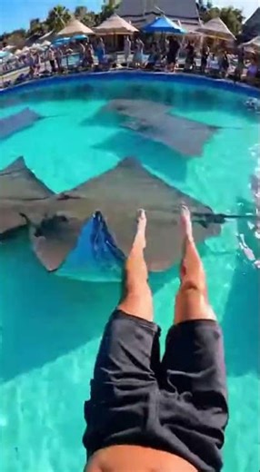 Waterslide into pool full of giant fish #funny #memes
