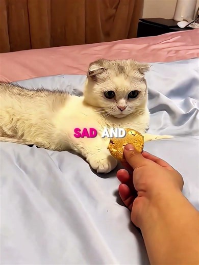 He convinced his cat her best friend was dead 💔 #shorts