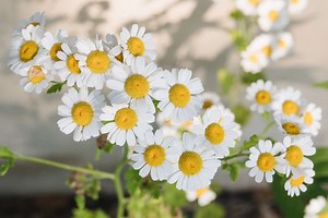 How to Grow and Care for Chamomile