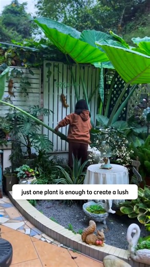 Alocasia Calidora – Giant Elephant Ear Plant | Dodo Garden