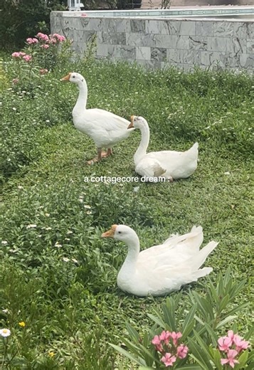 Exploring Cottagecore Aesthetic in Vintage Cafés