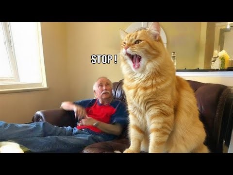 This Cat Won’t Stop Talking 😹🗣️ | Funny Cat Reactions