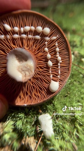 Edging the milkiest of mushrooms, #CorrugatedMilkcap #Lactifluuscorrugis. This is a gorgeous mycorrhizal mushroom that grows in association with deciduous trees and conifers. When young it has a domed fuzzy purple-ish brownish cap and gorgeous copper colored gills. When nicked or cut, this mushroom exudes a tremendous amount of sticky white milky latex as a defense against bugs and slugs trying to eat the mushroom before it’s spores have matured. In maturity, the cap turns upwards and the gills 