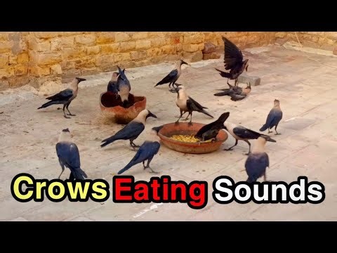 Crows Eating Breakfast | Peaceful Nature Morning of September 2025 #crows