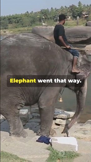 The Rider and the Elephant in Your Brain. #geekyphilosopher #psychology #neuroscience