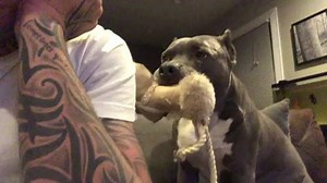 191K views · 1.1K reactions | Finally home, relaxing... and then there was squeaks over here  Inbox us your dog https://www.instagram.com/threepitsandafatty/ | Pit Bull Lovers | Facebook