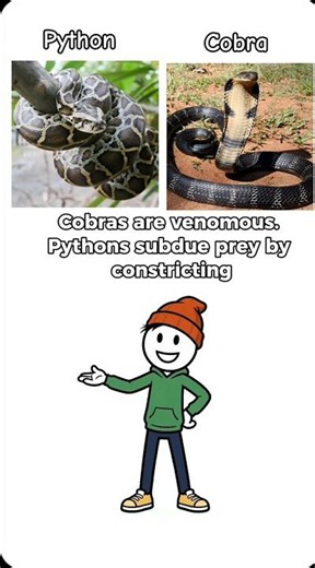 Python vs Cobra: 4 Surprising Differences