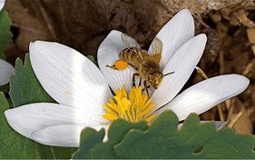 Native Plant, Invasive Plant…What are the Differences? Why Does It Matter? - Ecological Landscape Alliance